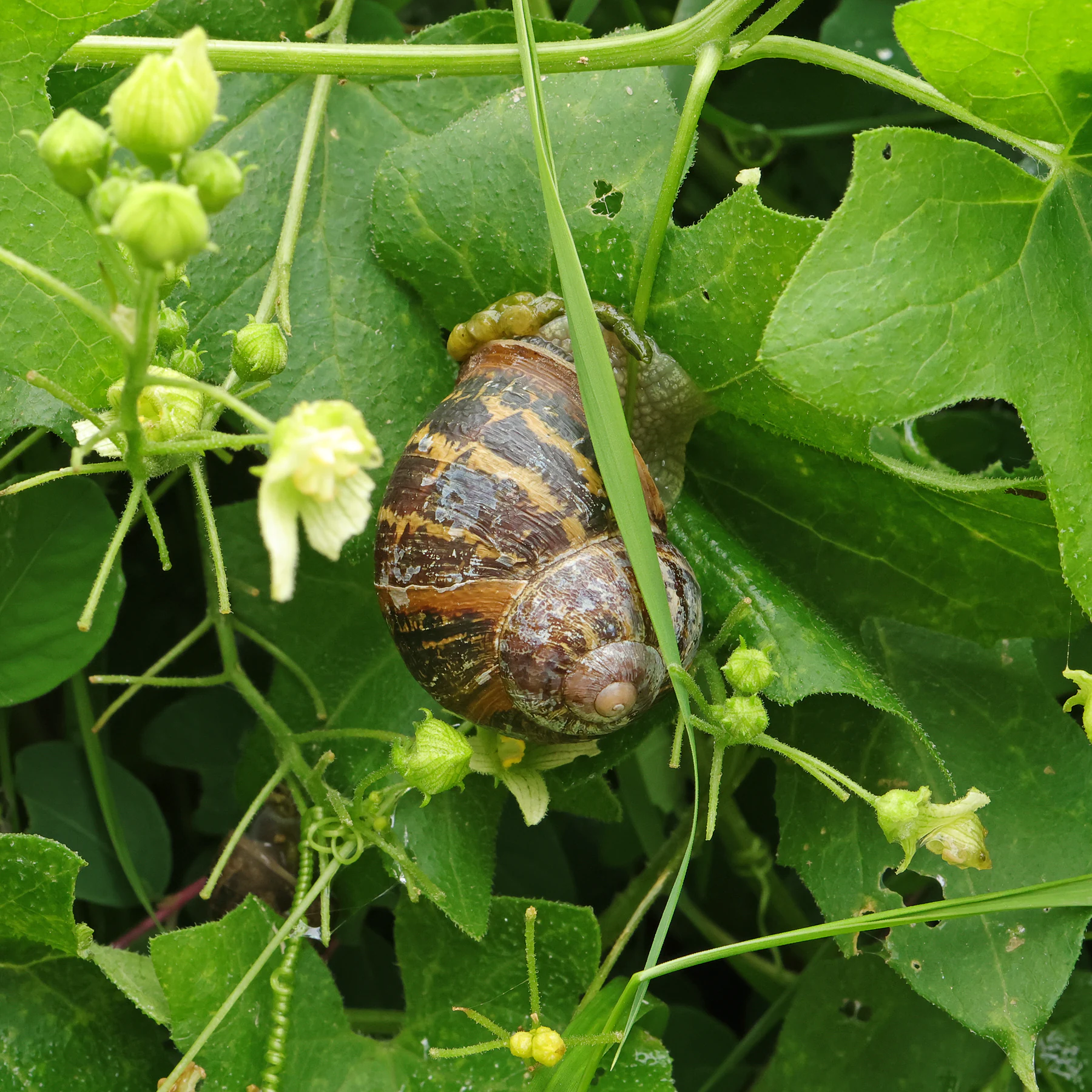 Garden snail & red bryony