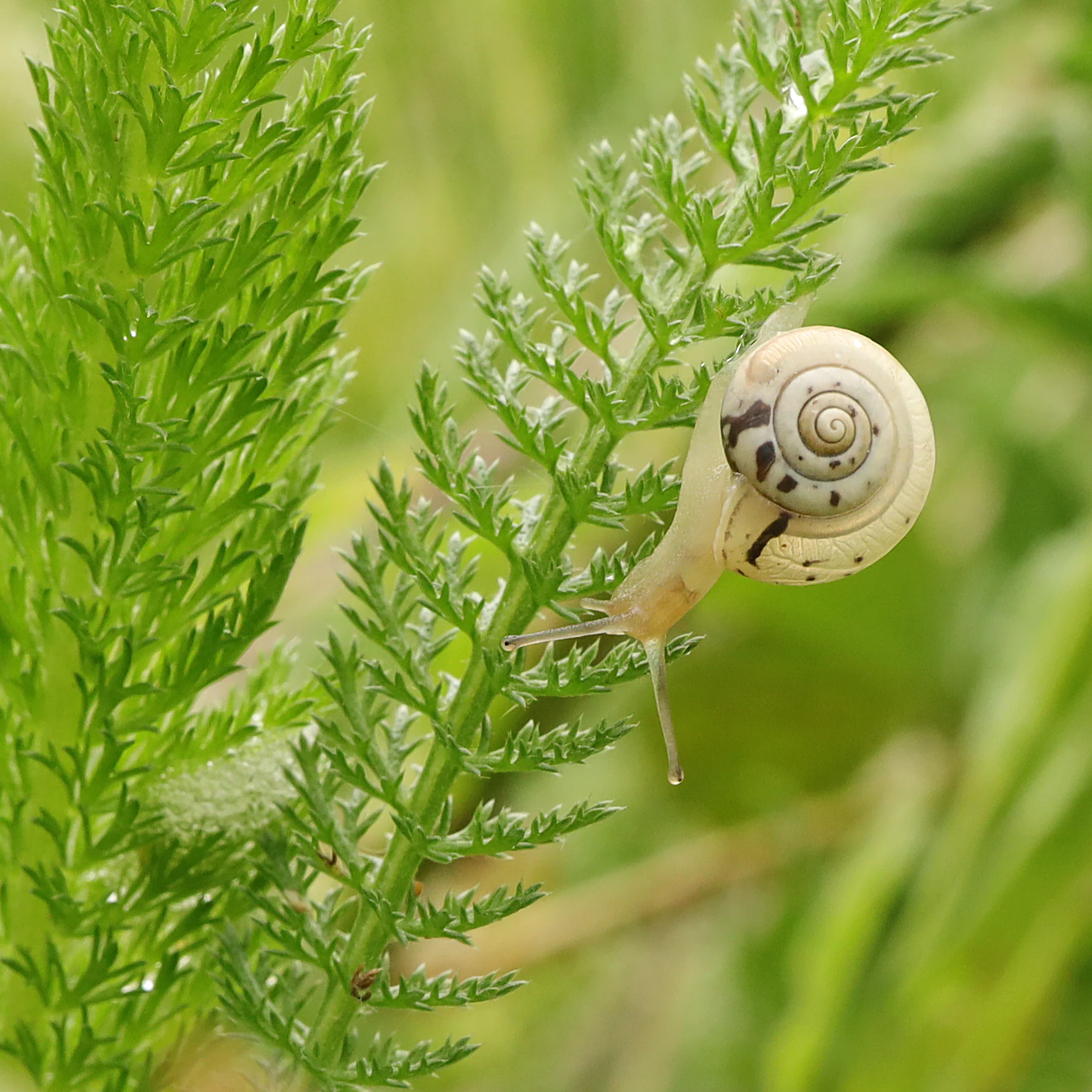 Monacha cartusiana & Achillea millefolium