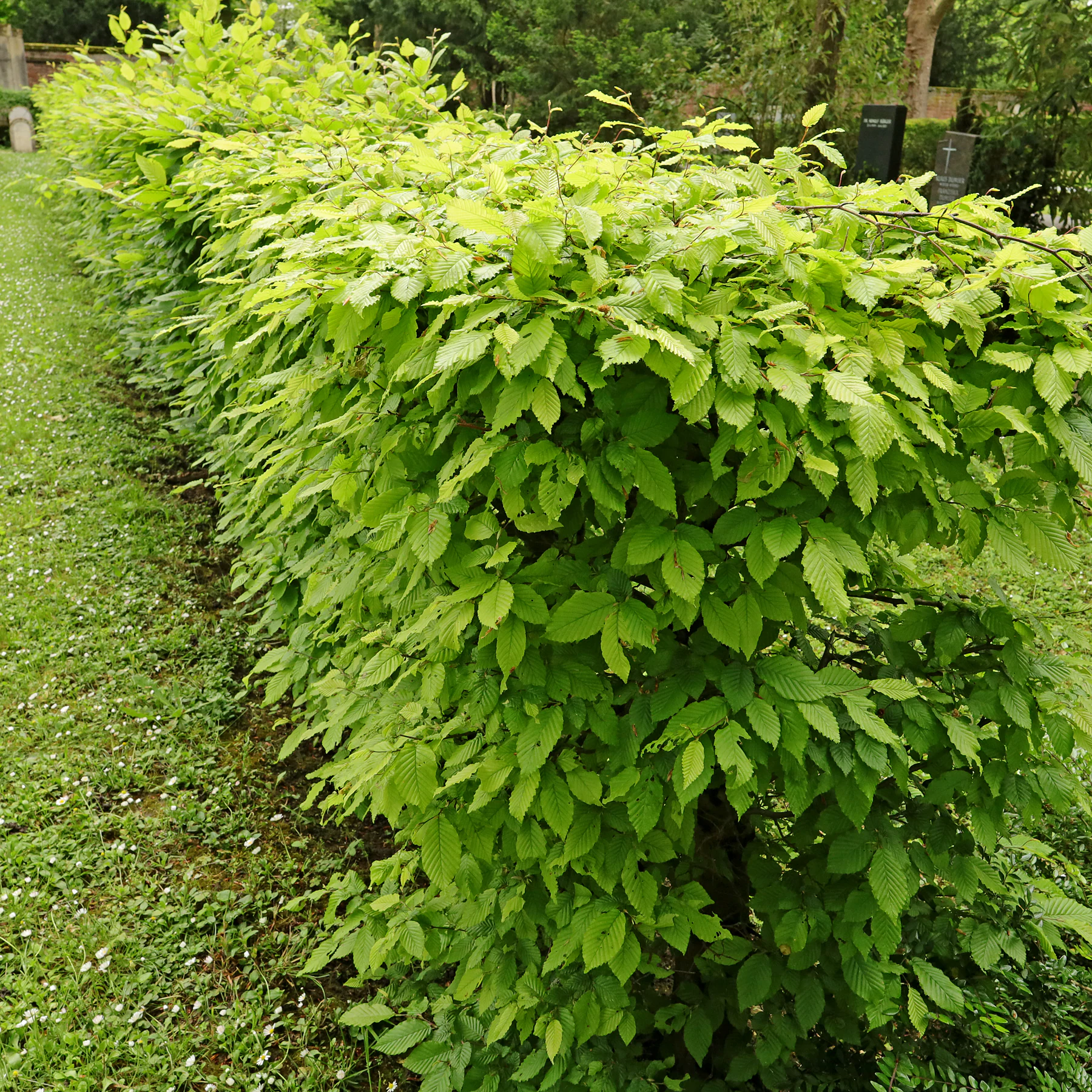 hornbeam hedge